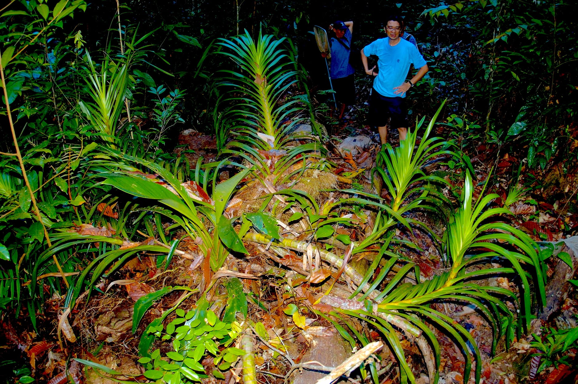 Bucephalandra motleyana from a sandstone jungle stream of Sarawak