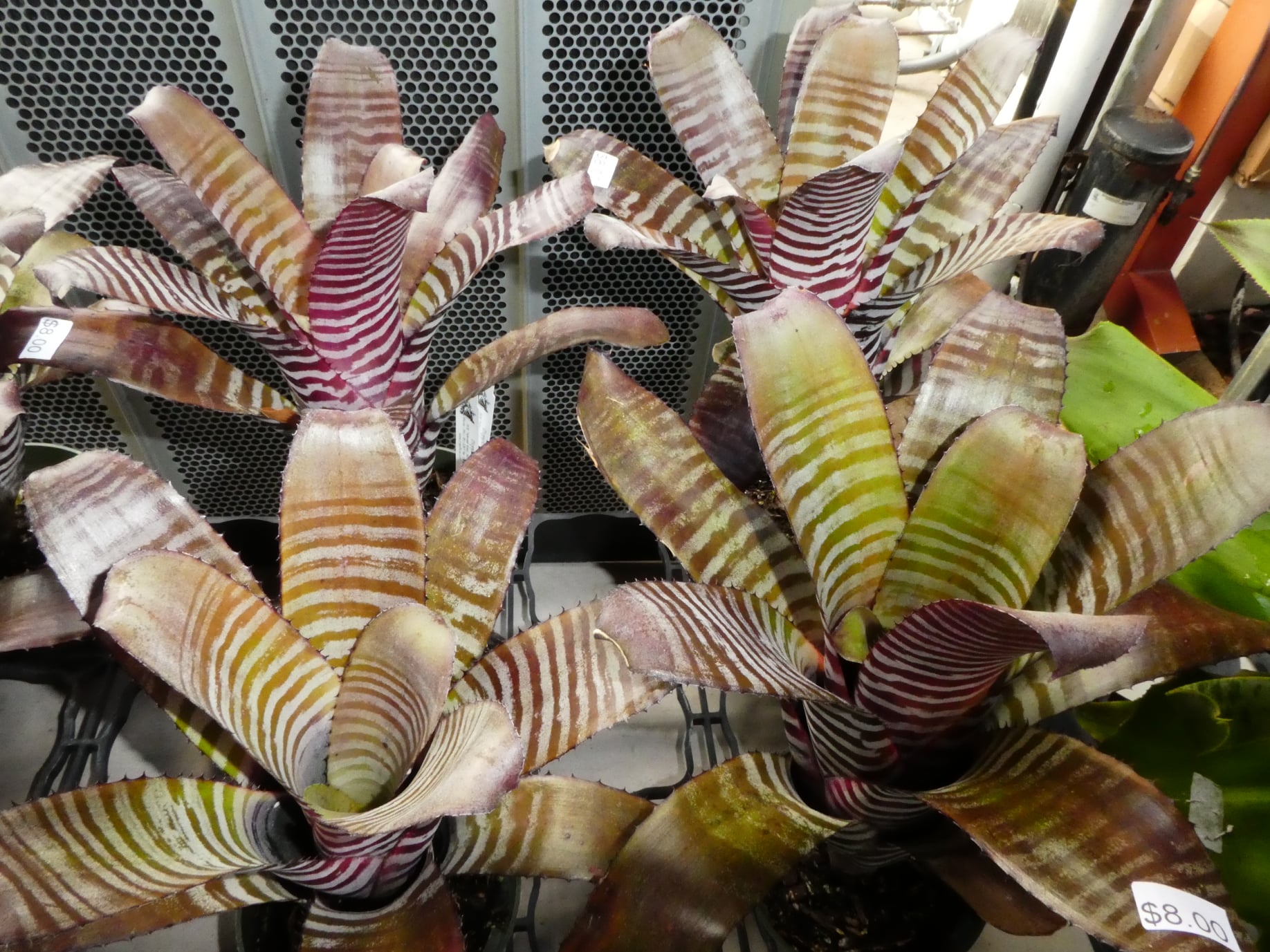 Aechmea chantinii cv. ((Black Select x Black Ebony) x (Black