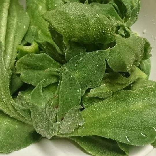 かんたファーム お百しょう屋さんに アイスプラントを納品してきました Facebook