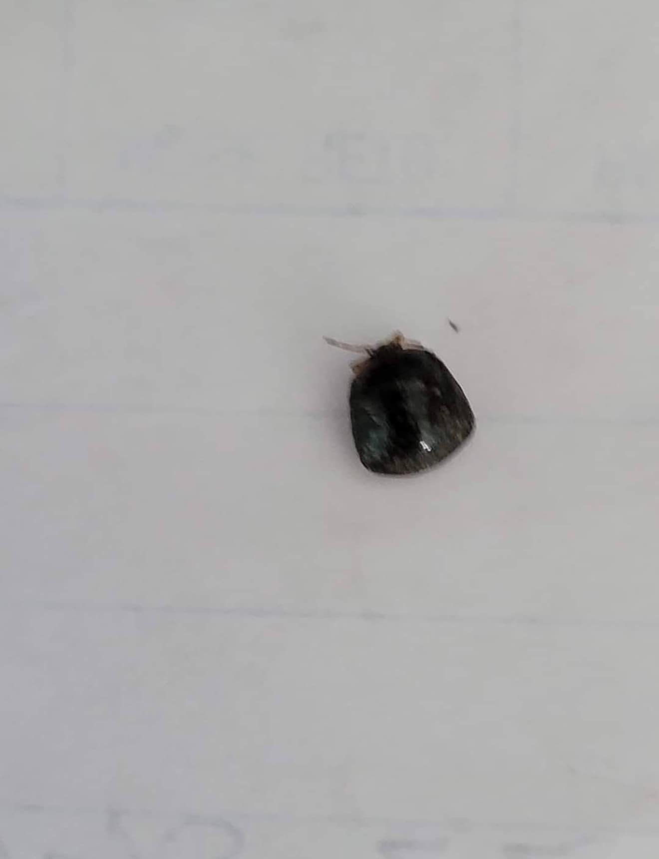 Black ladybug found in chocolate chip cookie crumb