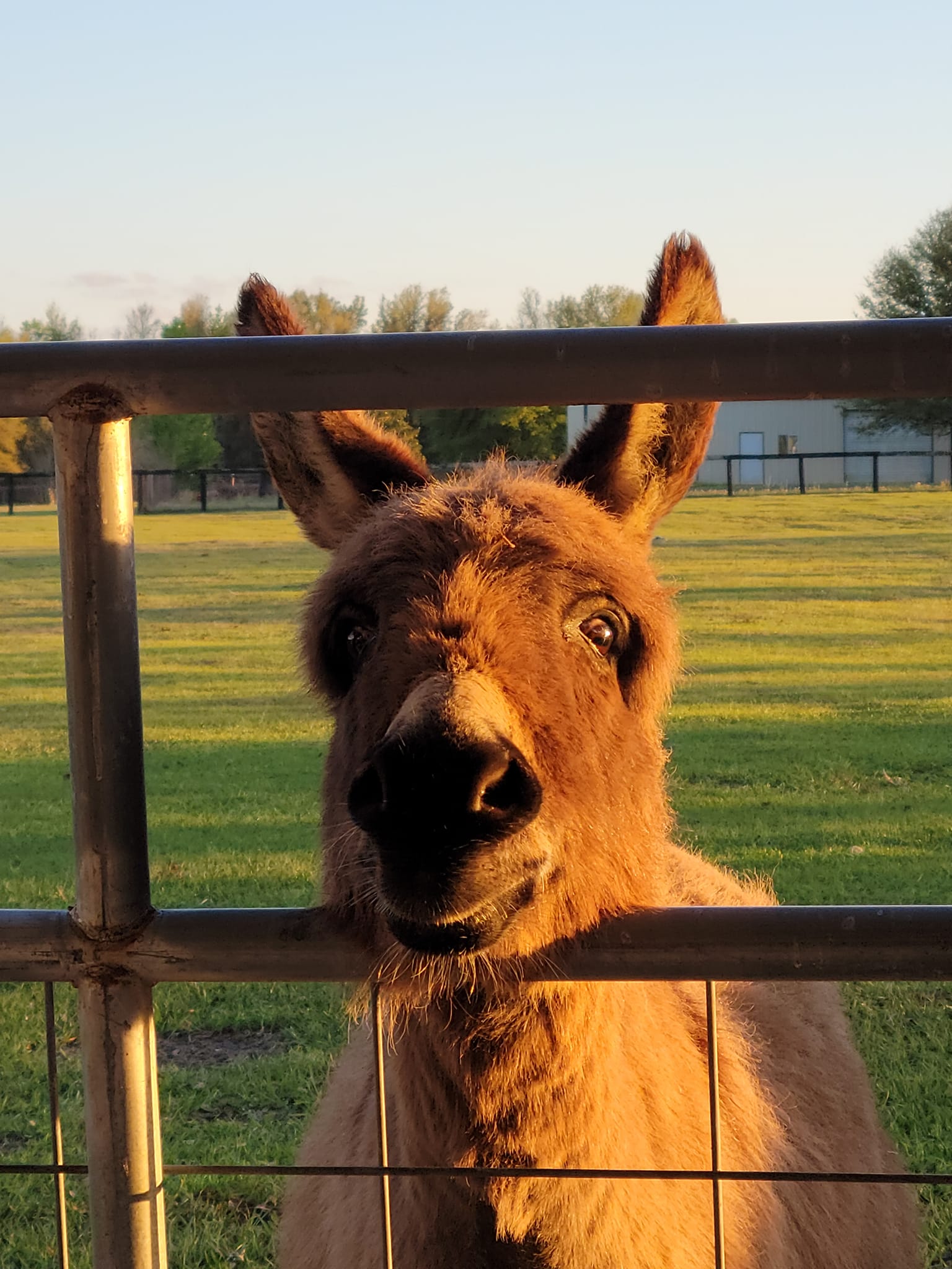 Triple J Ranch | Williston FL