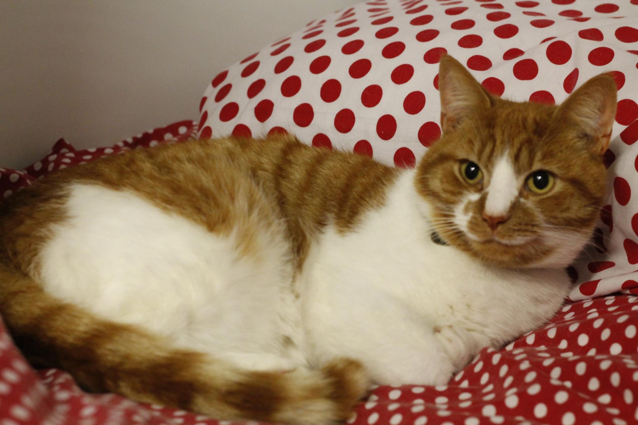 Springfield Cattery | Orsett