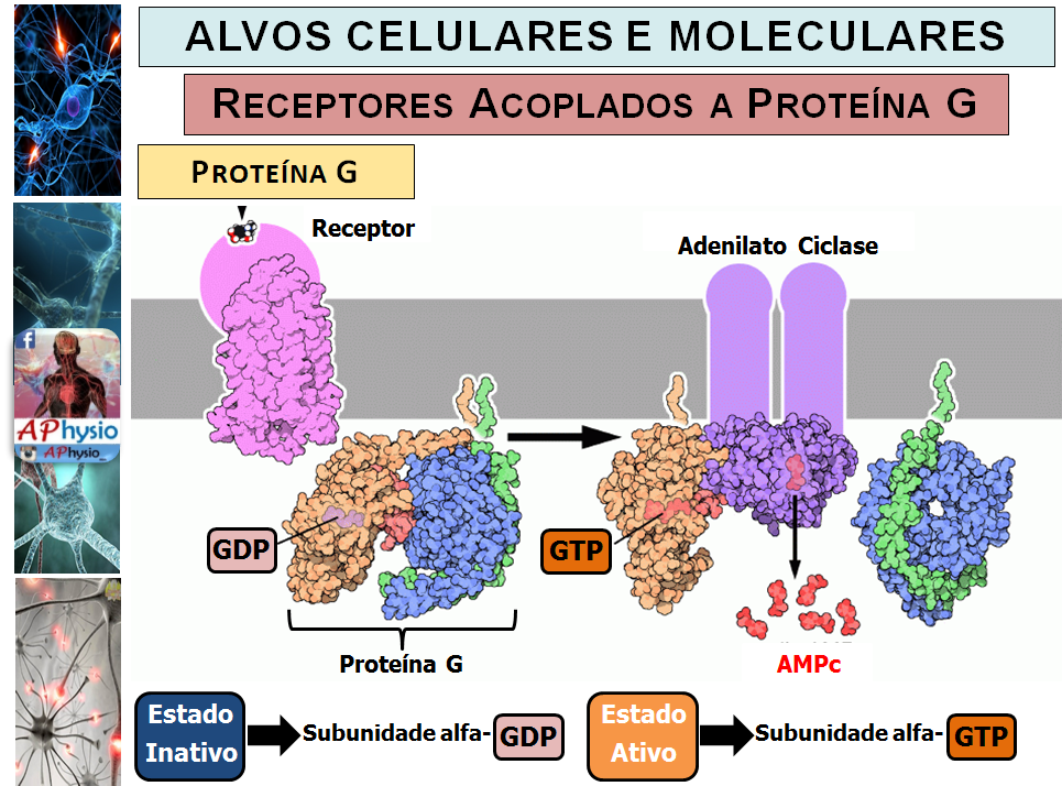 Professor Aclerton Pinheiro - Slide da aula de mecanismos de ação dos ...