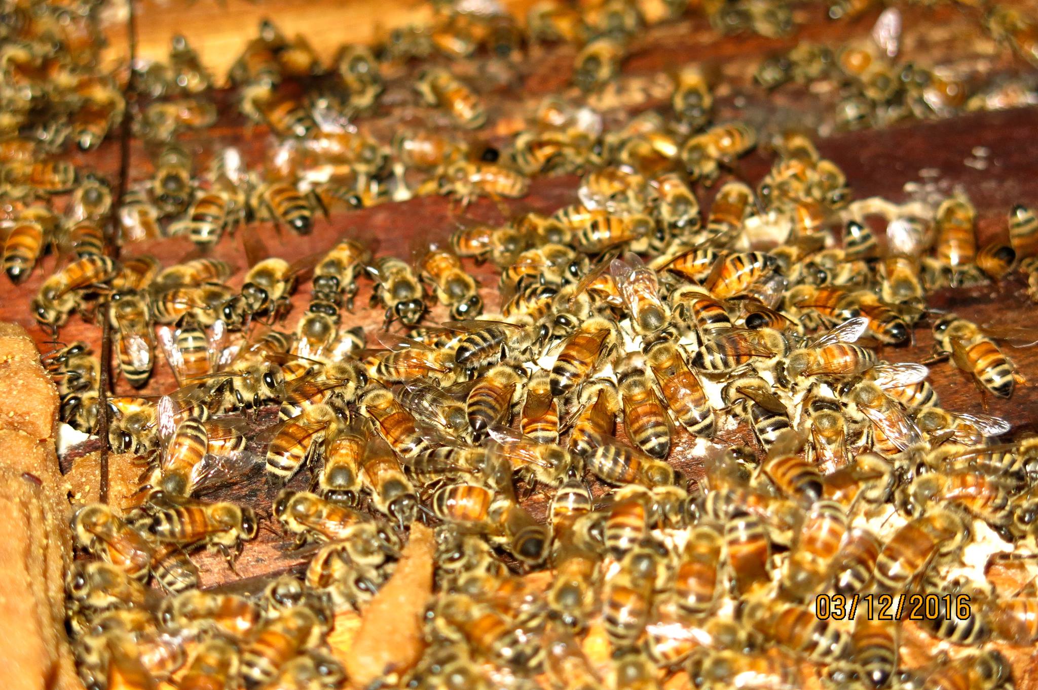 Prolung PhenDei Beekeepers- ព្រលឹងផែនដី | Phnom Penh