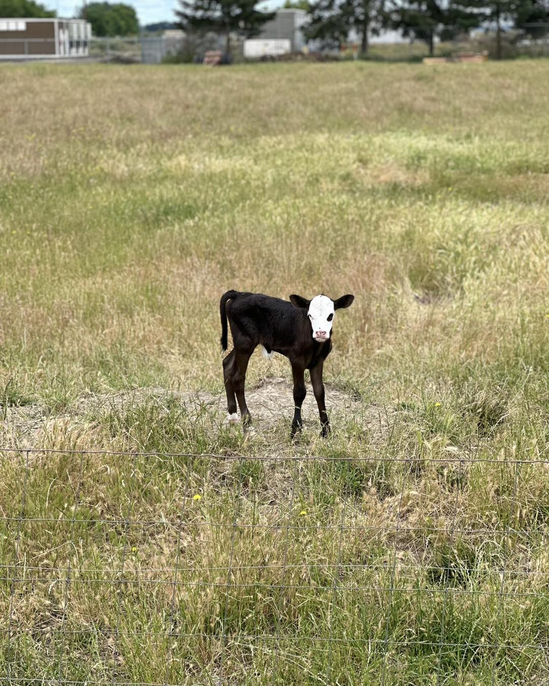 Frontier Cattle Co | Shedd OR