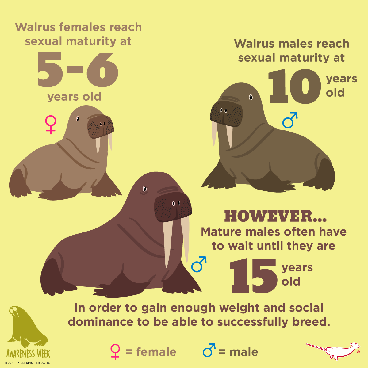 Peppermint - Walrus Facts: Walrus Sexual Maturity Walrus females reach ...