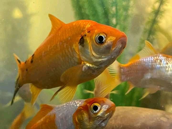 Ethio Aquarium | Addis Ababa