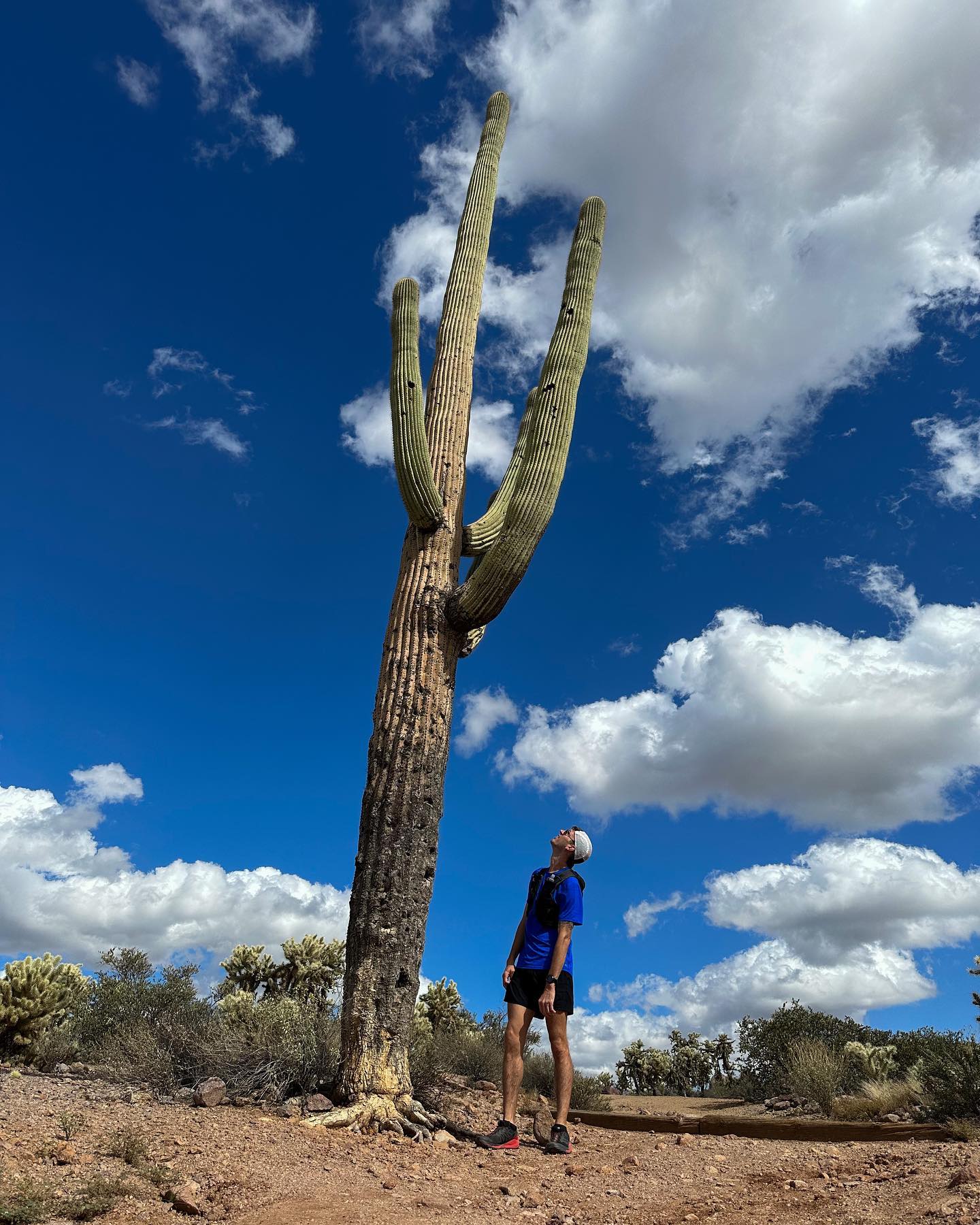 Desert giants are so amazing, they'll stop you right in your