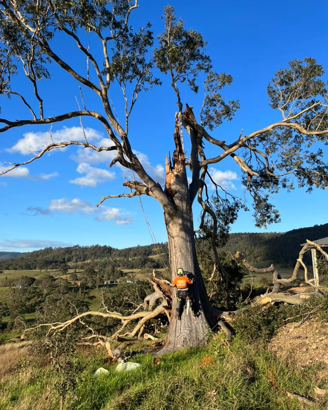 Murphy’s Tree & Stump Service