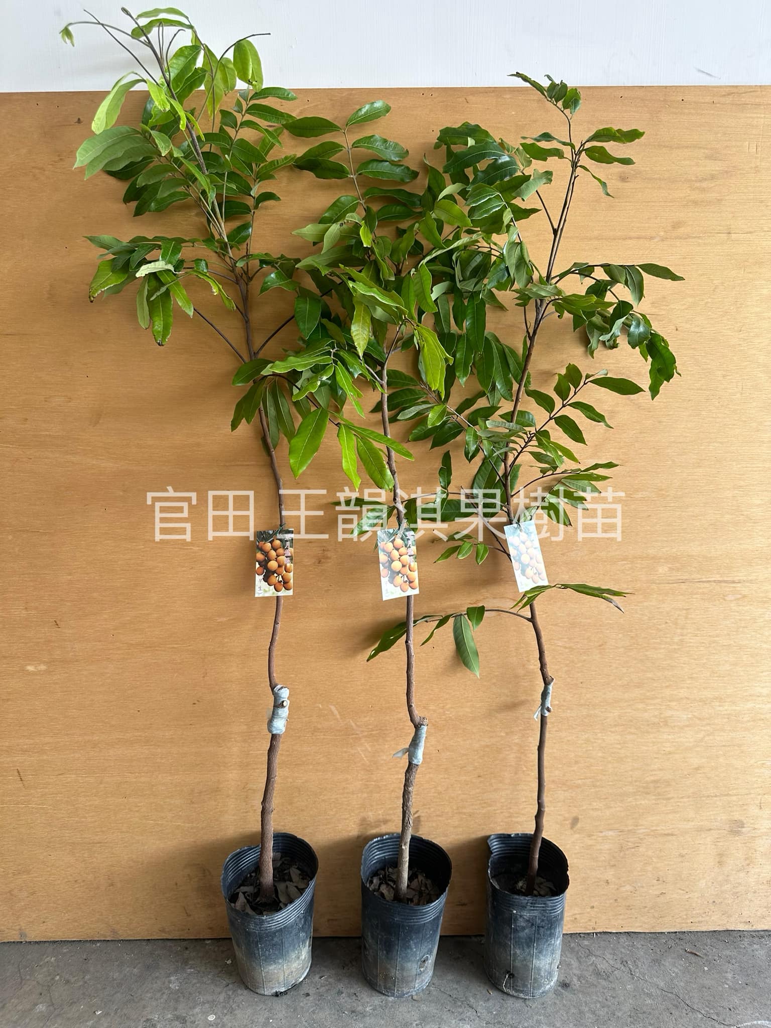 極早熟龍眼品種來了🔥 五月龍眼✨ 產期早✨果實大✨甜度高大約在農曆5
