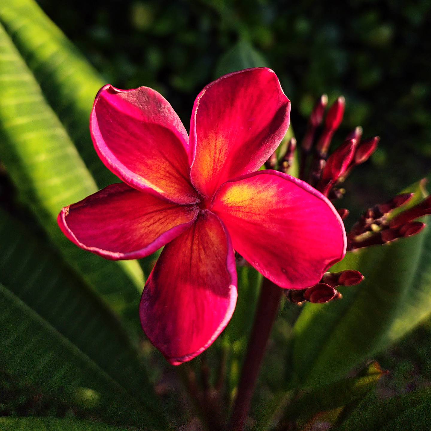Jamaica Fire plumeria has started blooming ! ? by @georgestraw