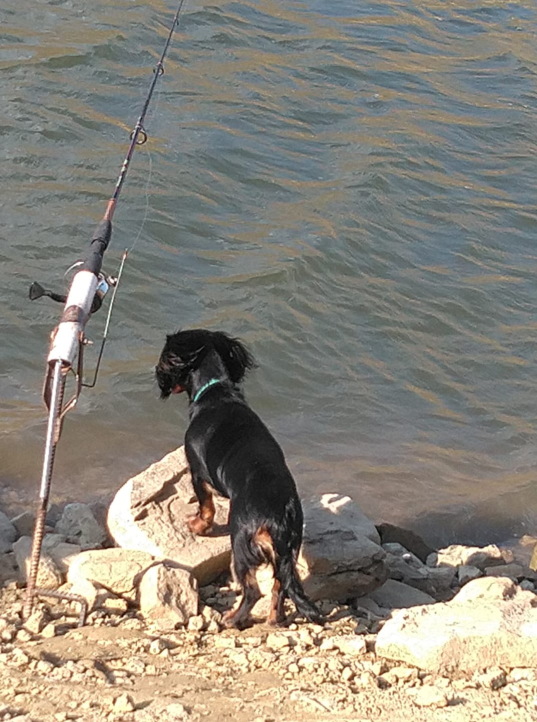 g loomis fishing rods for sale Used G. GLX 9/10wt 14' 3pc and maybe 3 people Option:Vanish Chart - CCC3393 Loomis designs tools for A little fishing on