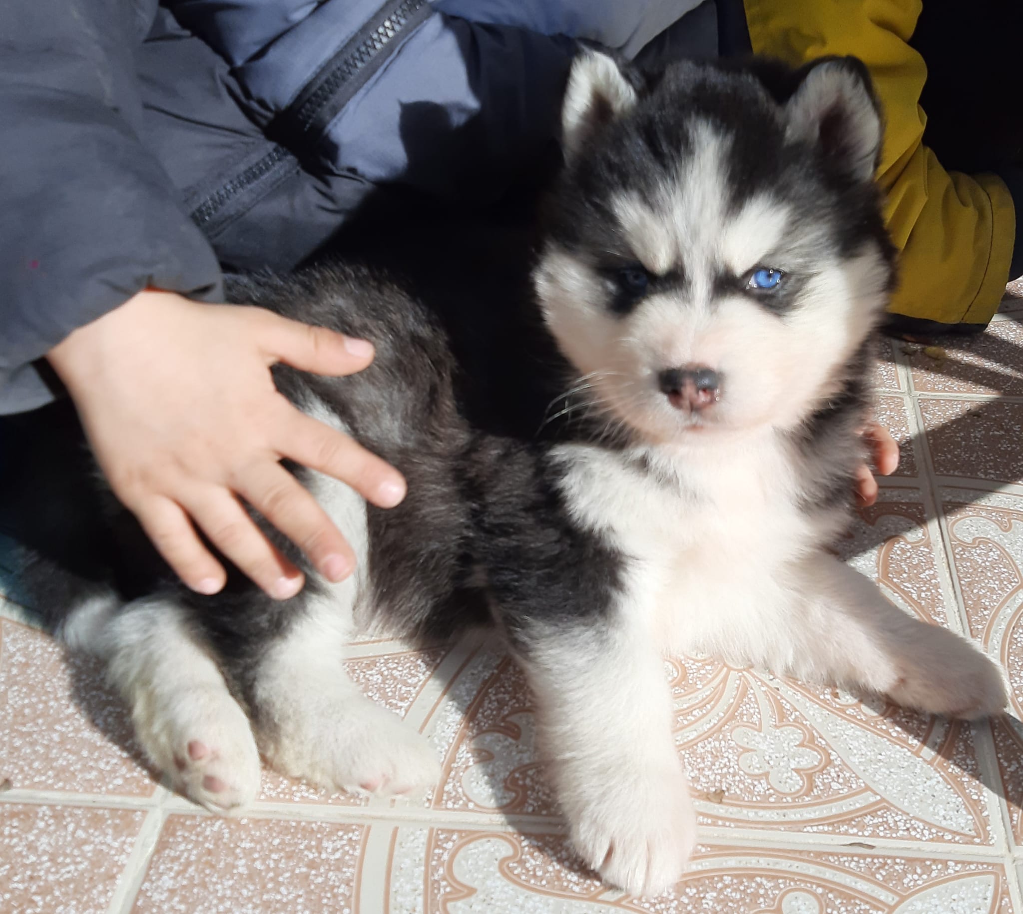 Stardogs Husky Tunisie Home Facebook