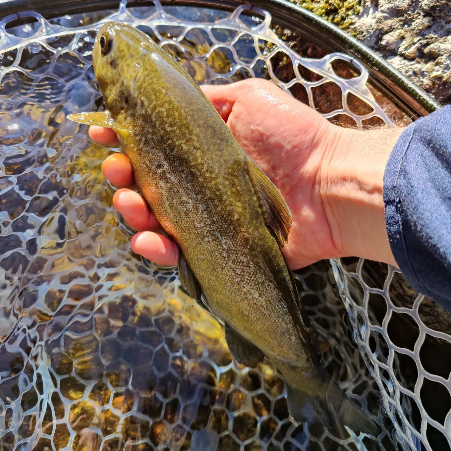 🇮🇹 Primo weekend di pesca in Alto... - Fishing Alto Sarca