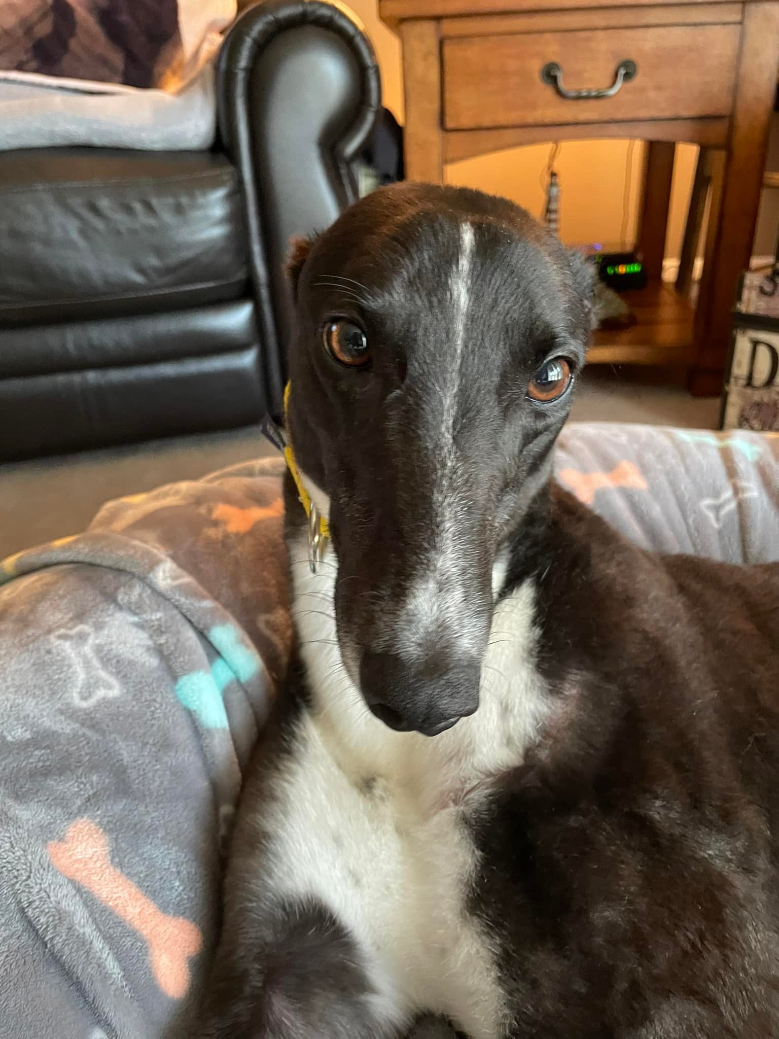 greyhounds glutathione What causes elevated liver enzymes in dogs? BIODERMA | Sébium H2O