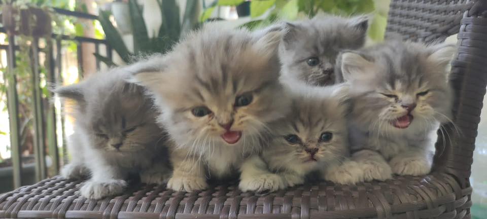 Adopsi kucing solo raya | 500k golek open