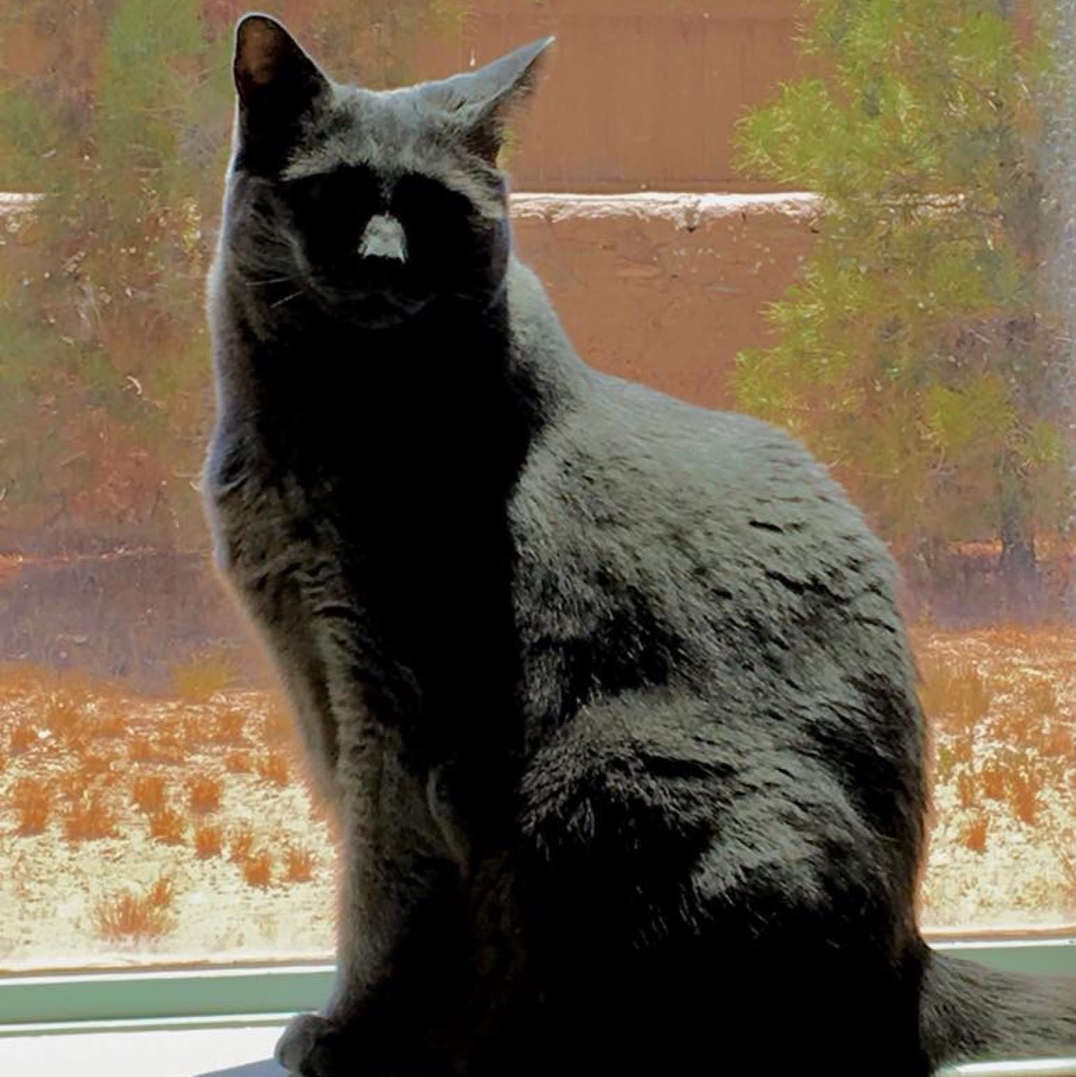 Kittus Kattus