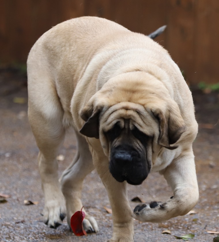 CRW Ranch Mastiffs