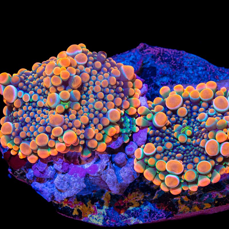 Tidal Gardens - Our TG Pop Rocks Ricordea yuma are... | Facebook