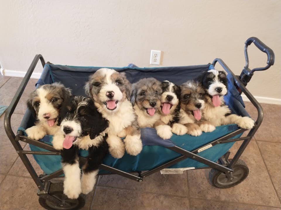 Phoenix Sheepadoodle... - Phoenix Sheepadoodle puppies