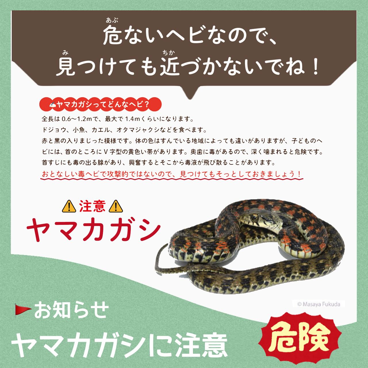 ヤマカガシ 噛ま れ たら