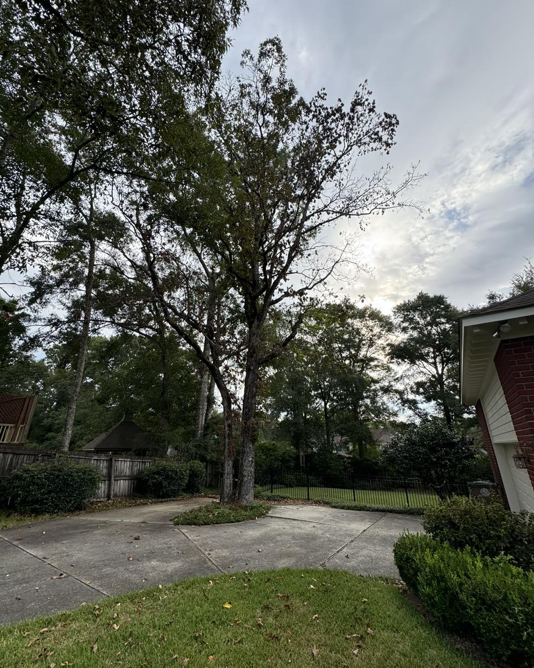 Happy Friday!! 🌳🌳 Here are a few... - Finch’s Tree Service | Facebook