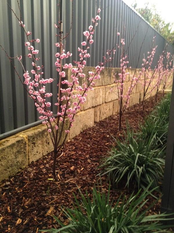 Tim Crouch Landscaping and Property Maintenance | Perth WA