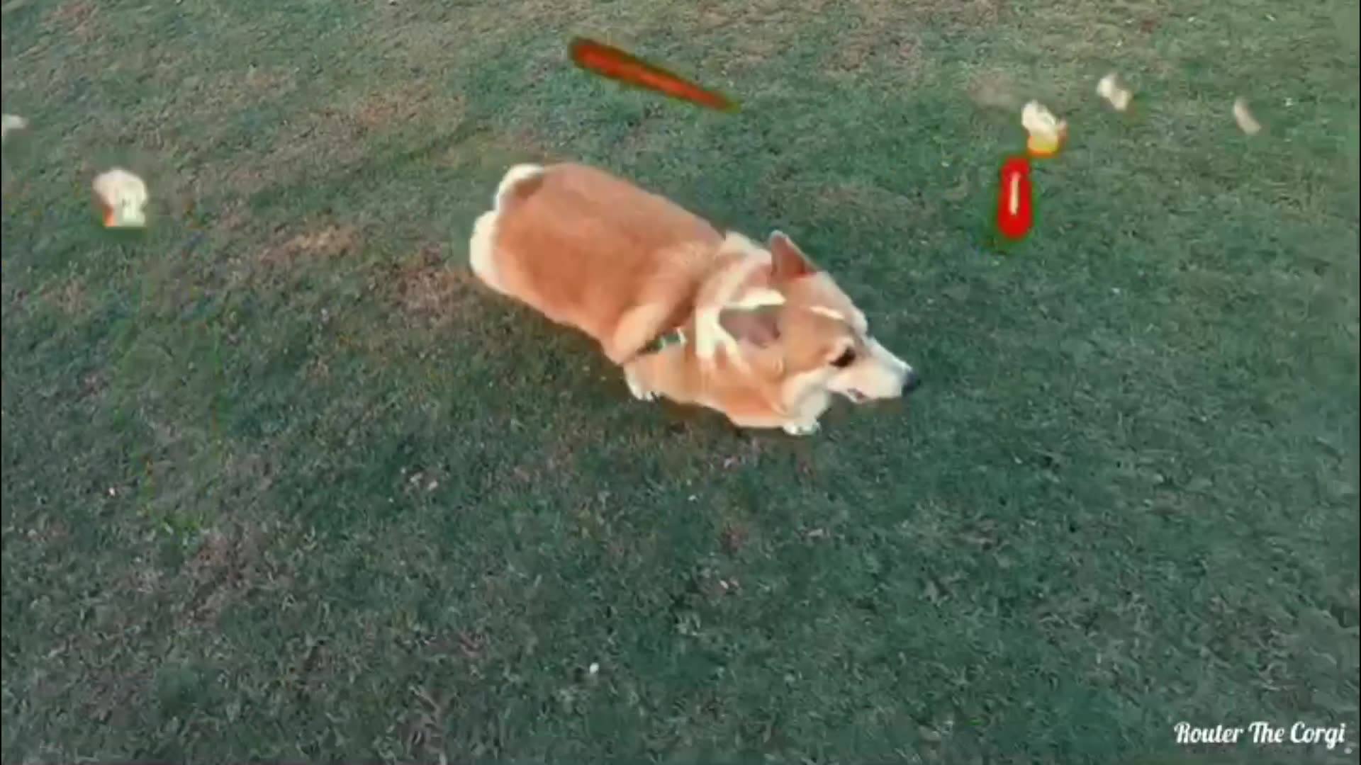 Router Corgi