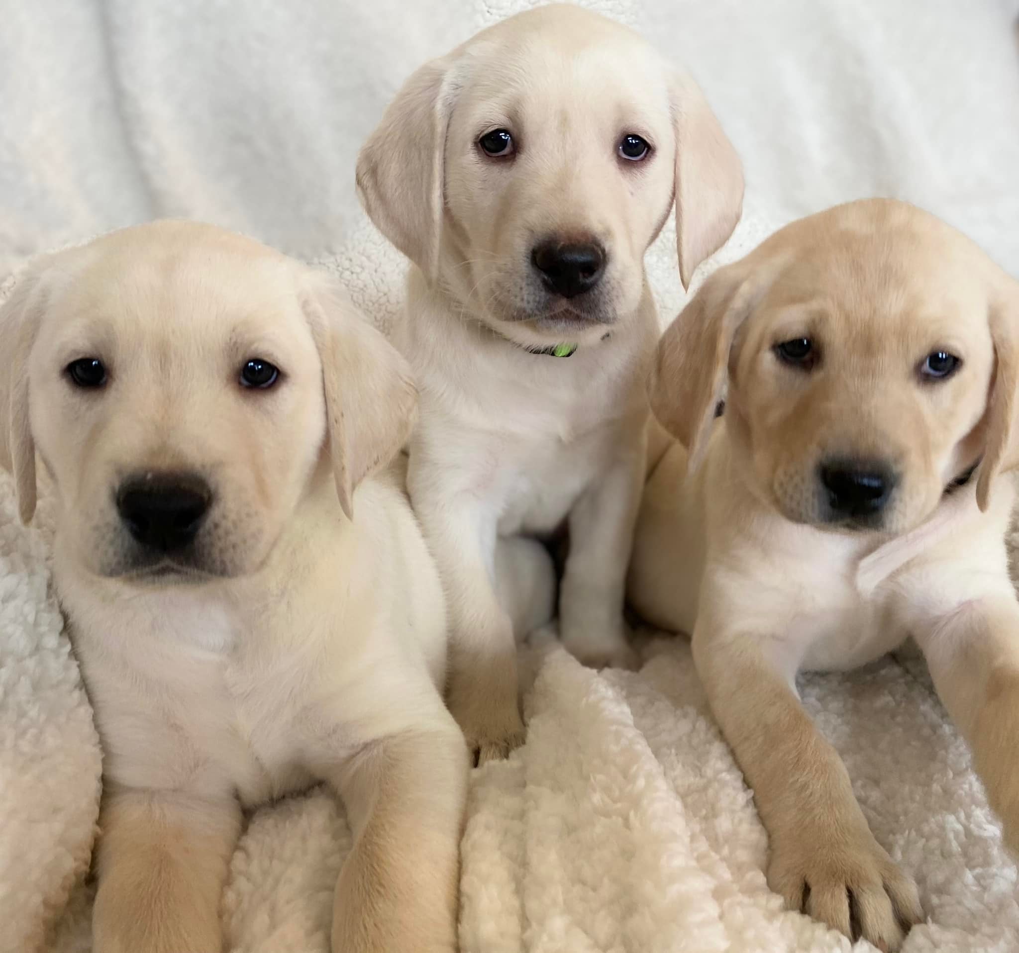 Love, Joy, Peace, Puppies-AKC Labrador Retrievers