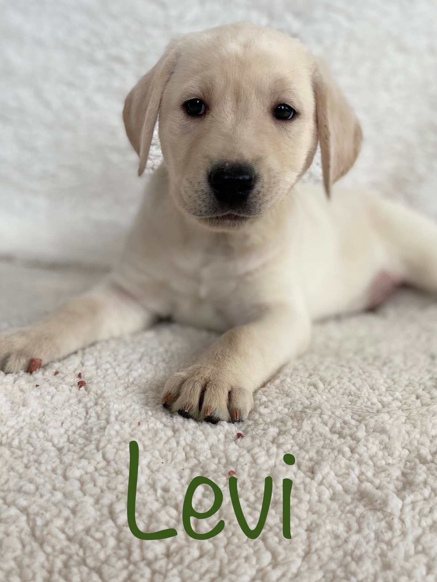 Love, Joy, Peace, Puppies-AKC Labrador Retrievers