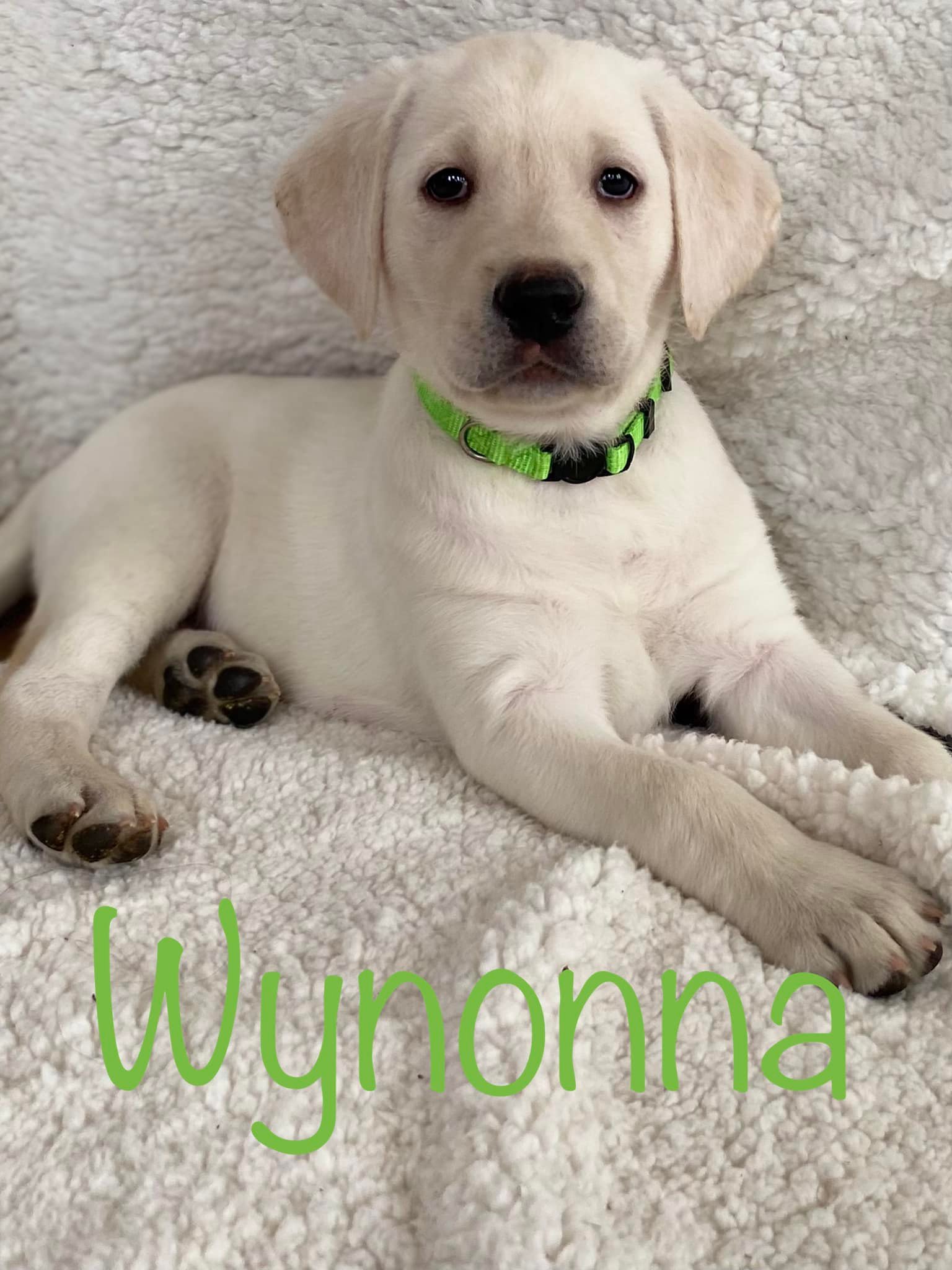 Love, Joy, Peace, Puppies-AKC Labrador Retrievers