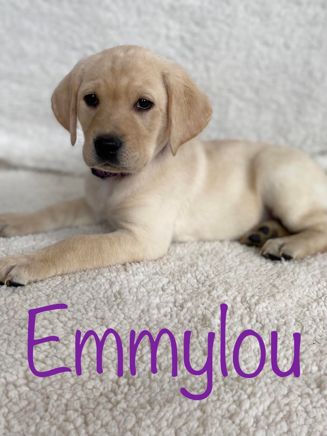 Love, Joy, Peace, Puppies-AKC Labrador Retrievers