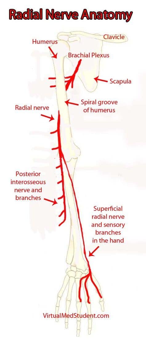 The Radial Nerve Anesthesia And Intensive Care Knowledge Facebook