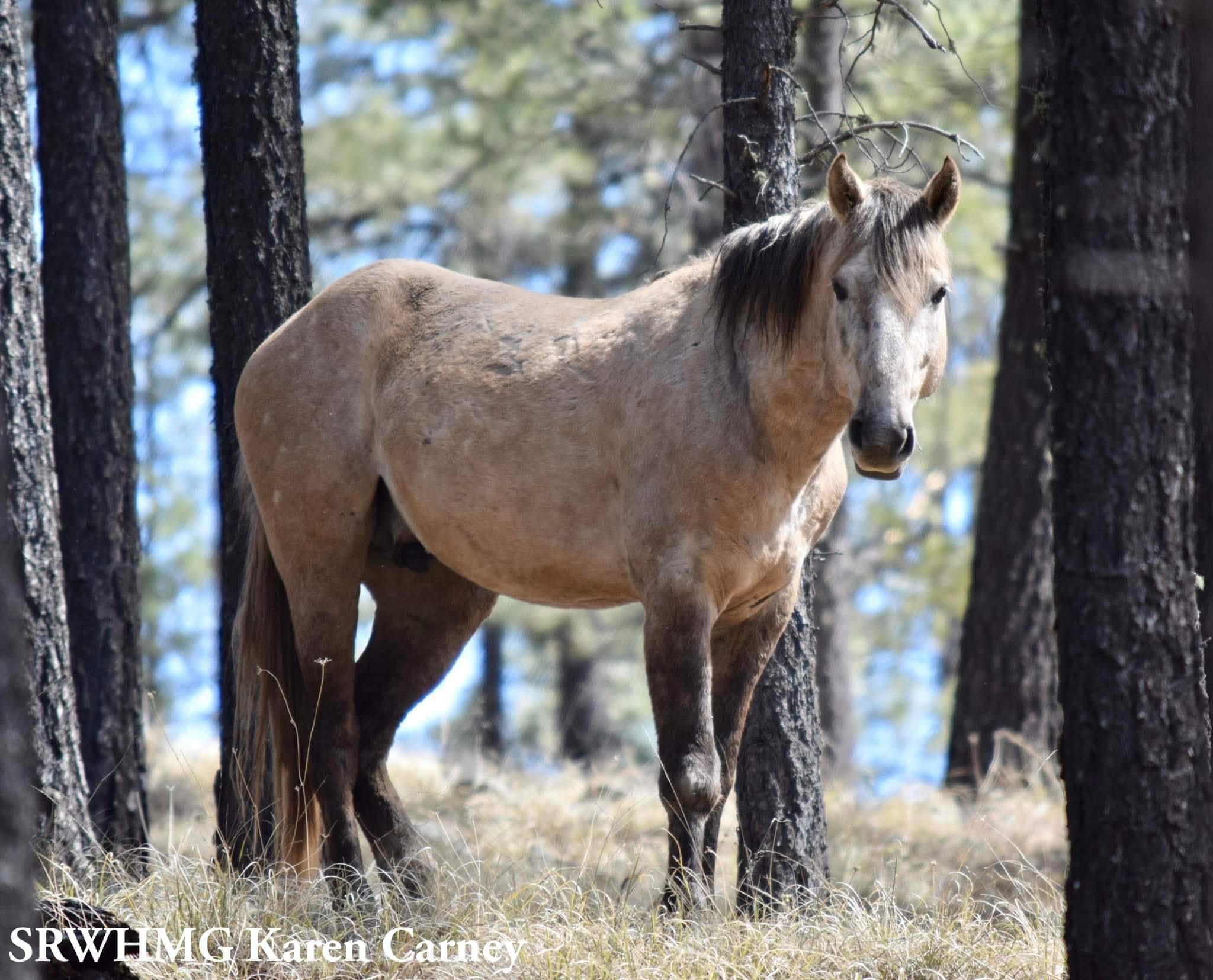 Meet Hannagan, a mysterious stallion with a curious gaze