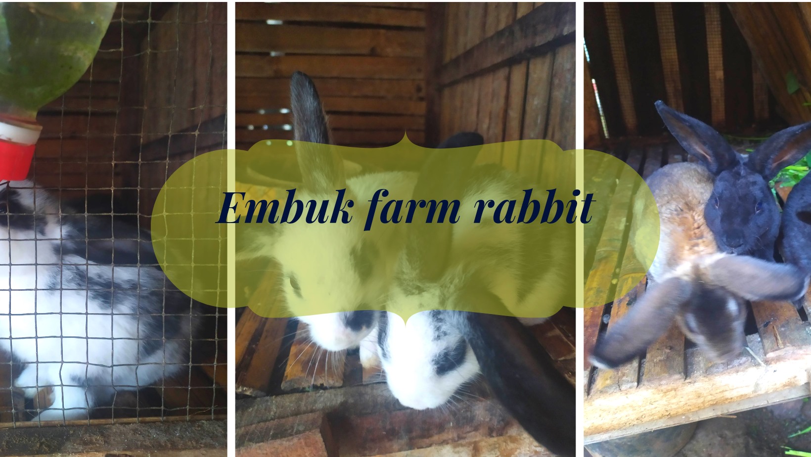 embuk romdon | Tasikmalaya