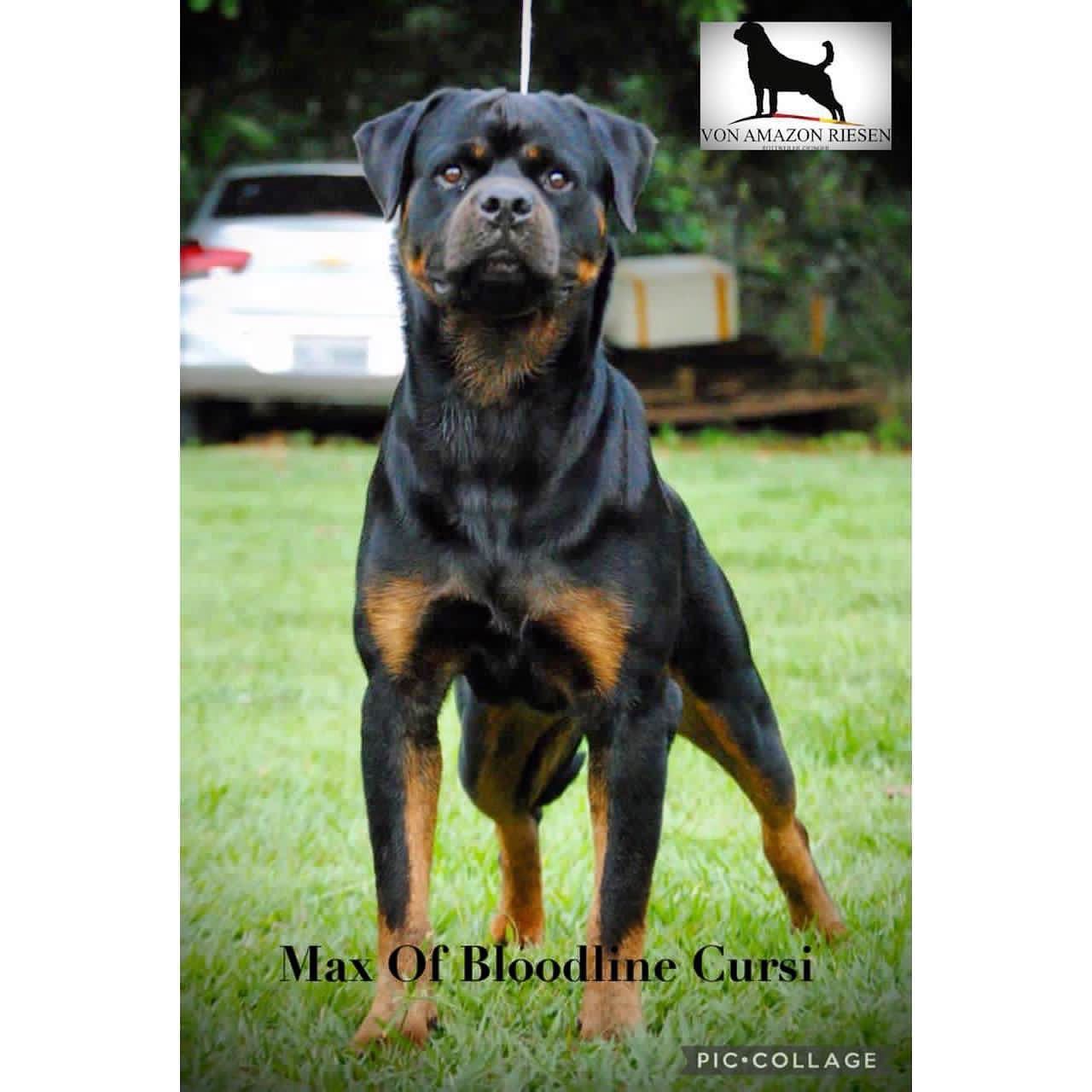 🥇 MAX... - Canil Bloodline Cursi - Rottweiler Kennel | Facebook