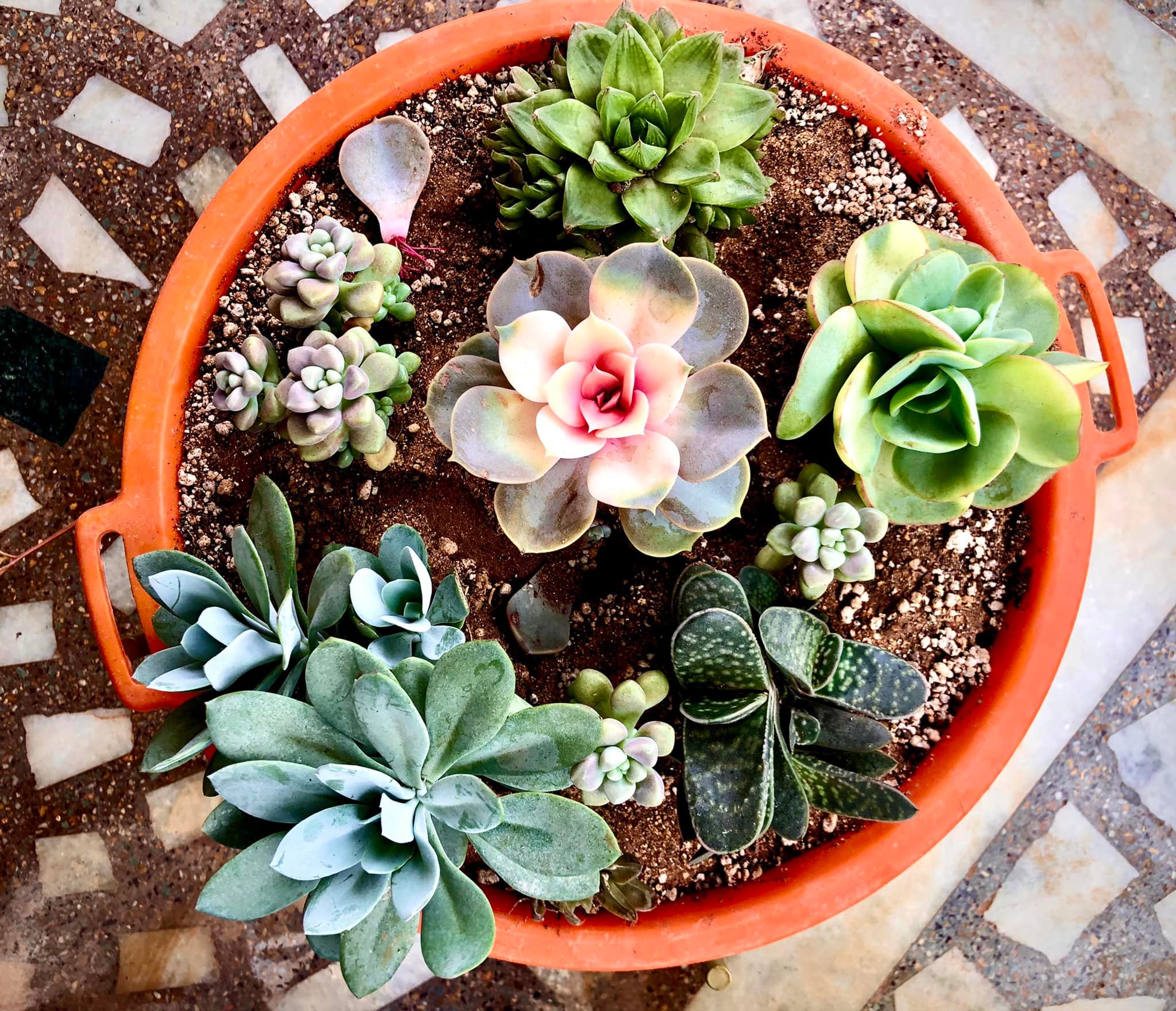 How to Design a Small Succulent Garden: Expert Tips