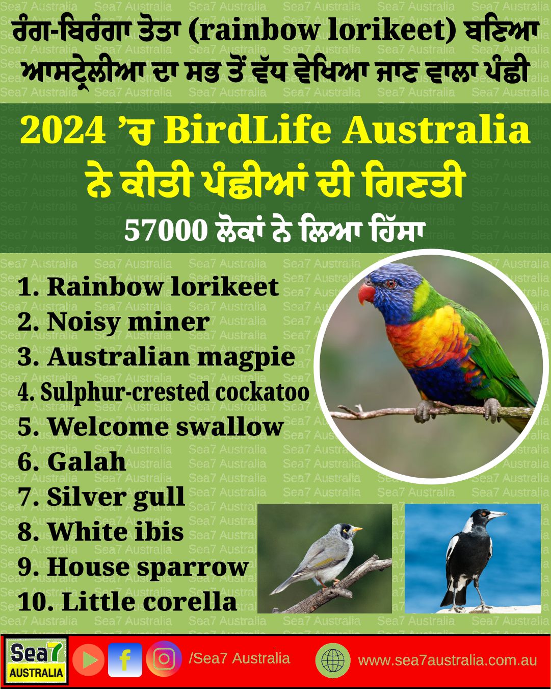 Sea7 - The rainbow lorikeet has been identified as Australia's most ...