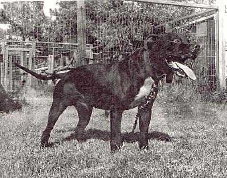 19th Legacy - Loposay's Rascal - http://www.apbt.online-pedigrees.com ...
