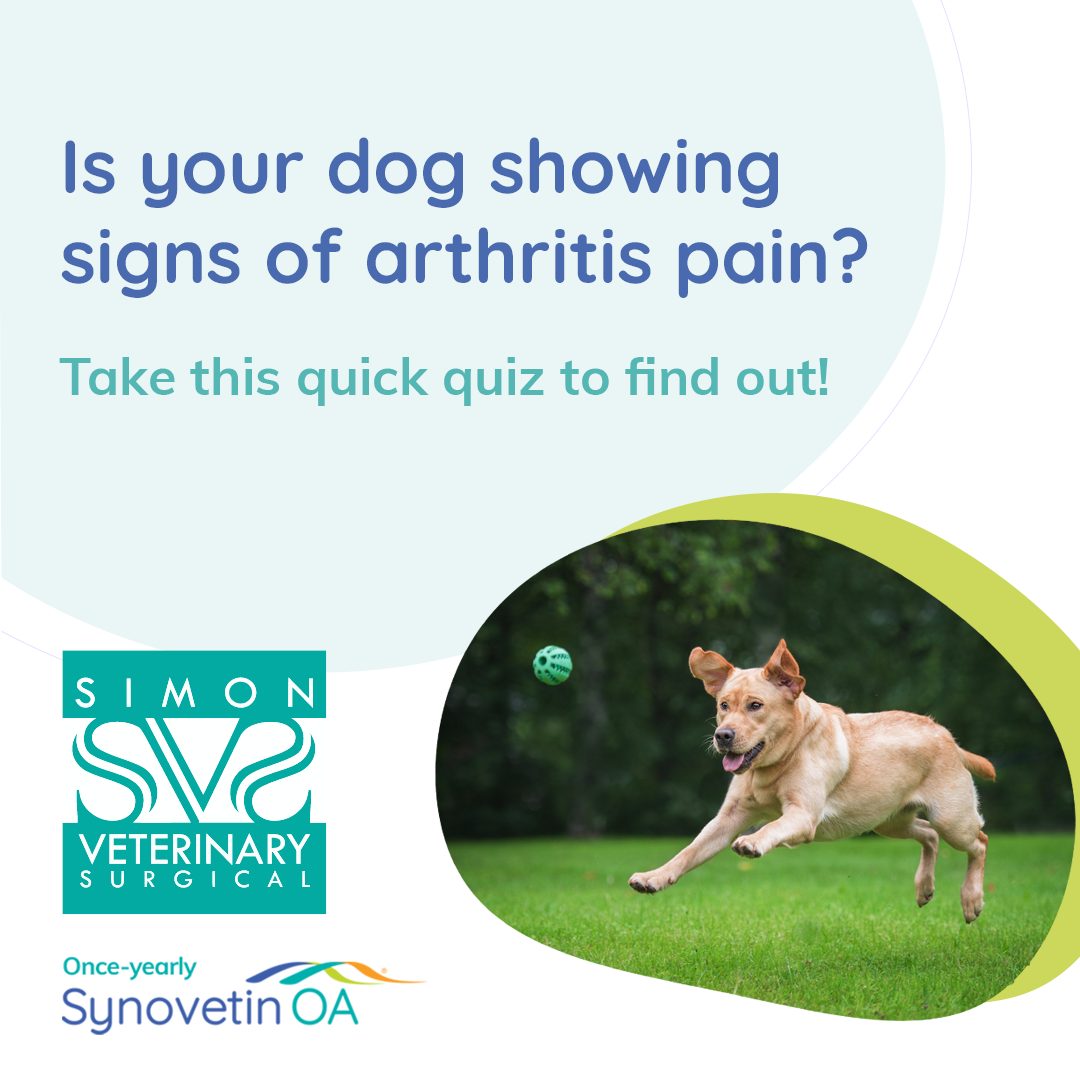 Is your dog showing signs of... - Simon Veterinary Surgical