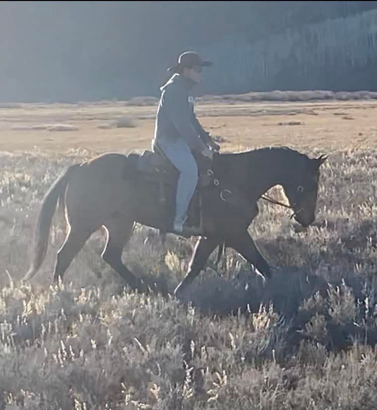 Duke Brothers Horses added a new photo. - Duke Brothers Horses