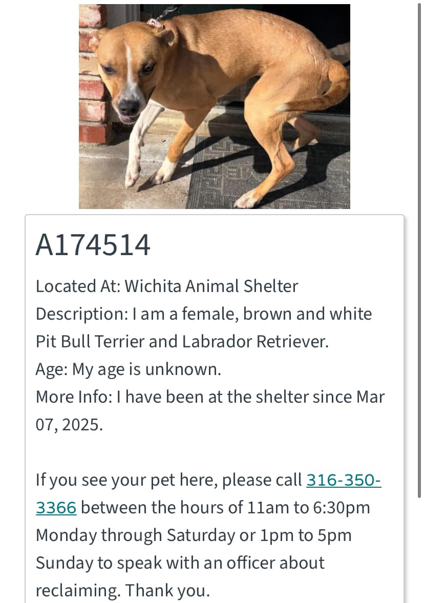 Animals at the... - Animals at the Wichita Animal Shelter