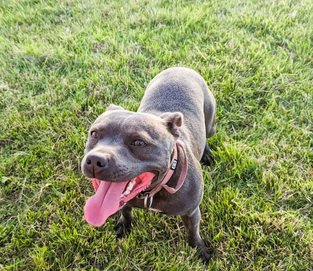 Bark Island Dog Field | Halifax