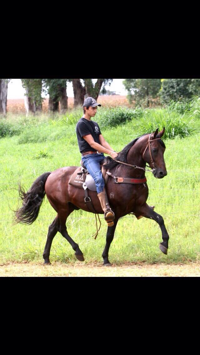 Haras do Faxa
