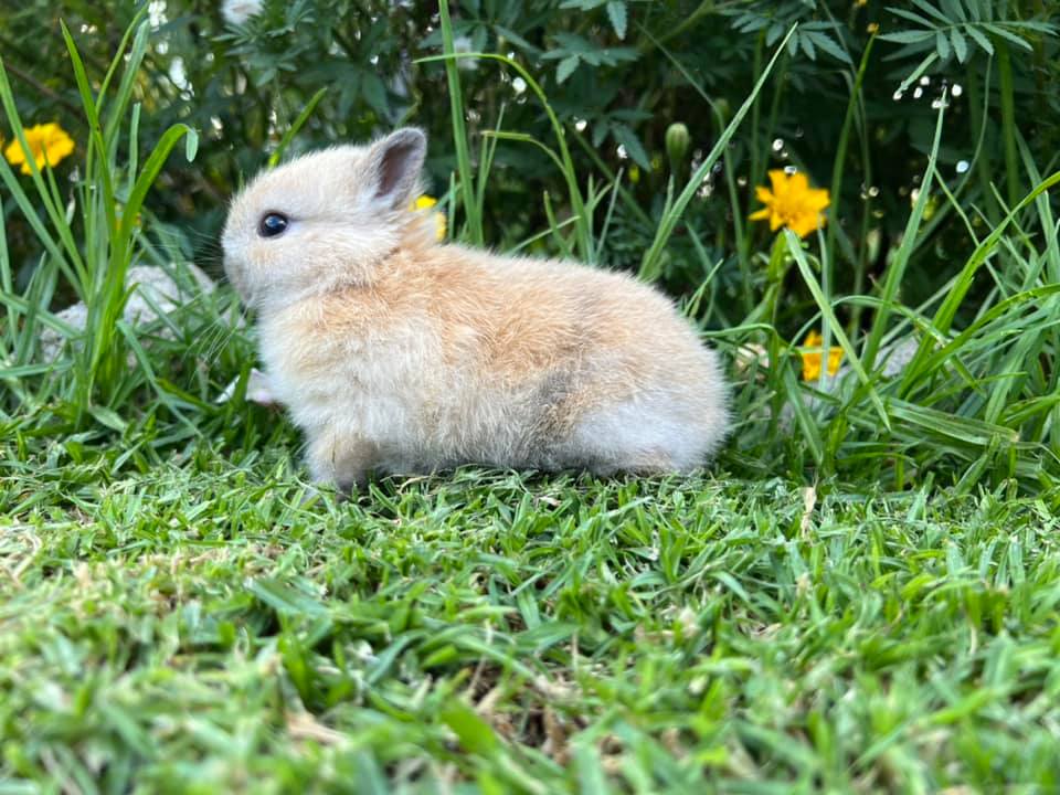 Hops Rabbitry