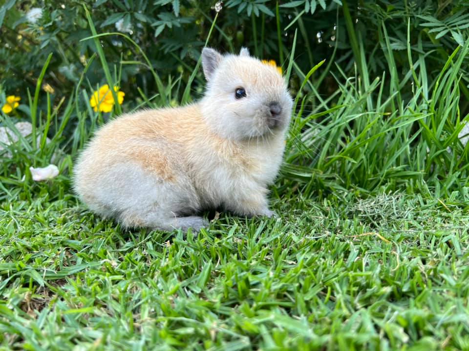 Hops Rabbitry