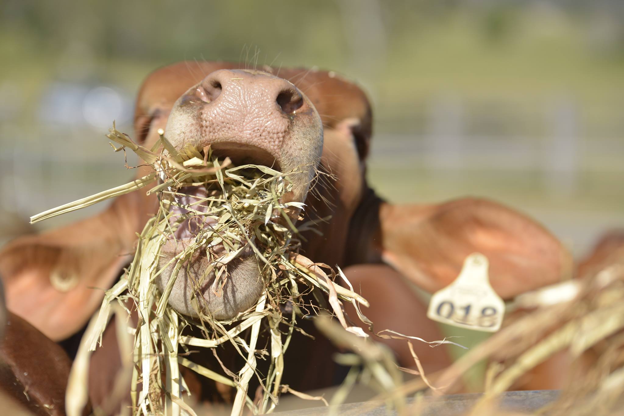 Fortrus Pastoral Pty Ltd | Bells Bridge QLD