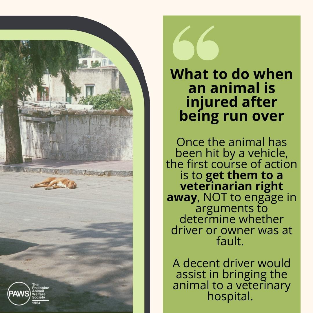 There are many... - Philippine Animal Welfare Society (PAWS) | Facebook