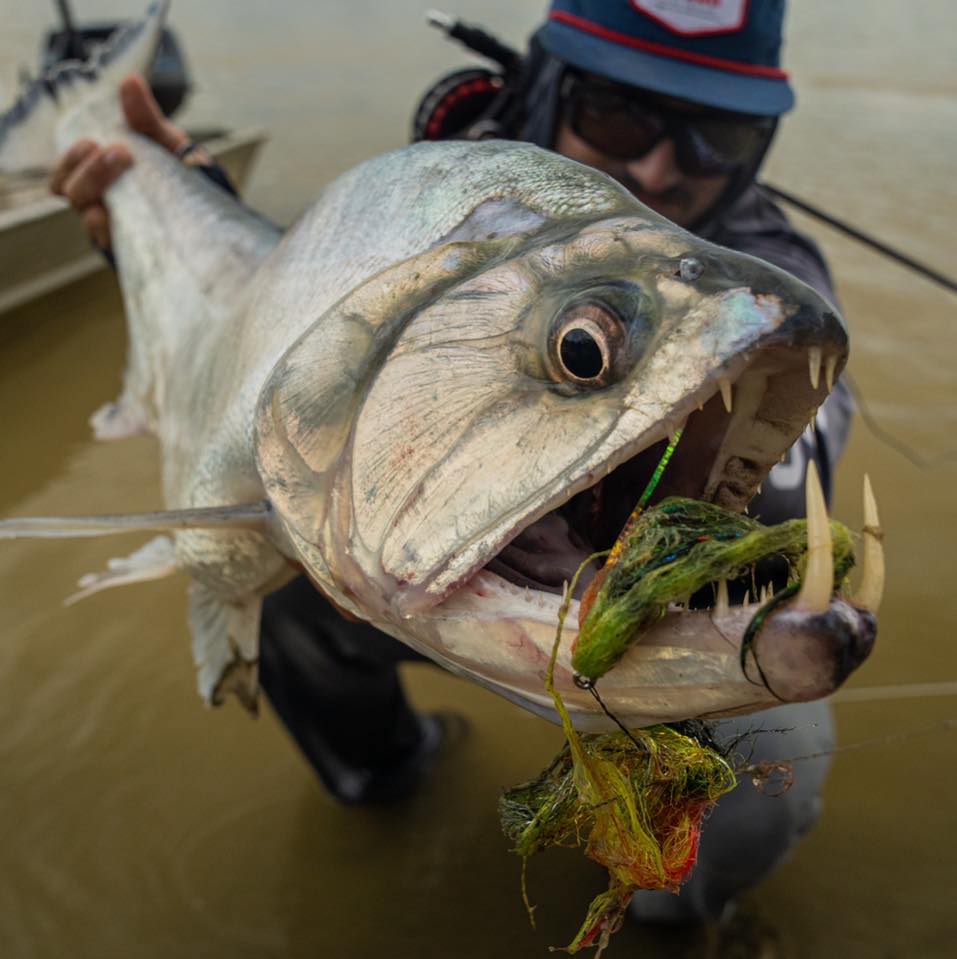 Poetry in motion! Monster yellowfin on the fly @darienlodge 🇨🇴 epic ...