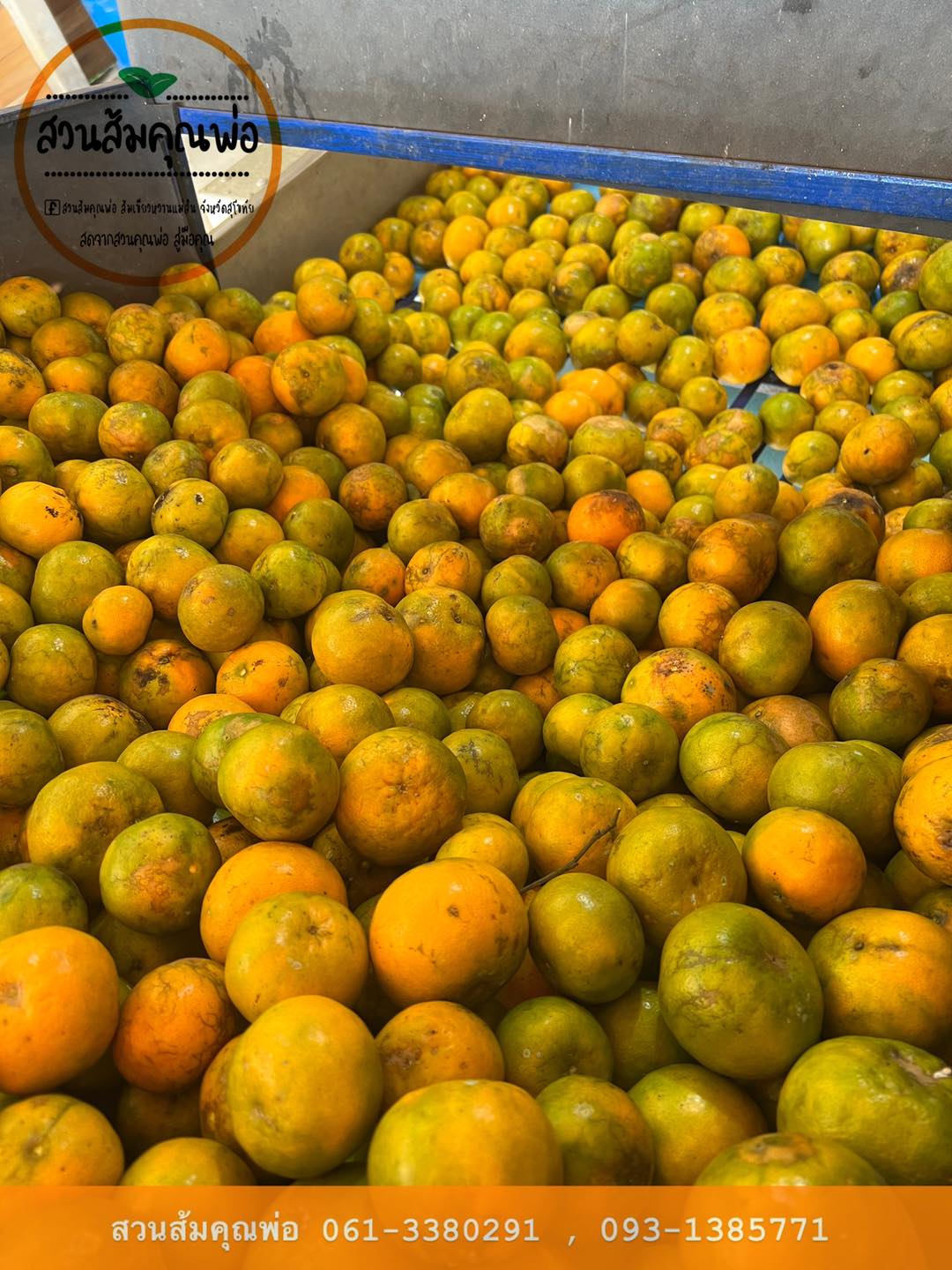 🍊ส้มลาย... - สวนส้มคุณพ่อ ส้มเขียวหวานแม่สิน จังหวัดสุโขทัย | Facebook